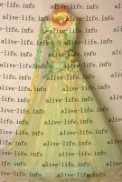 WB-3019　グリーン&イエロー